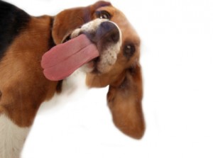 Beagle Tongue