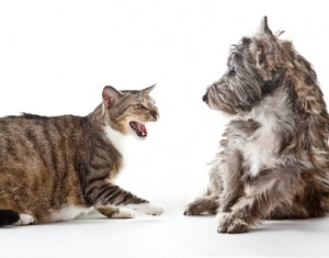 Cat hissing with dog backing away from it