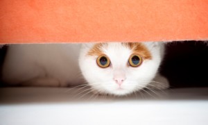 Cat Hiding Under The Bed