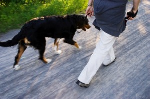 Walking a Dog