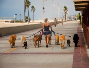 Dog Walker Walking Many Dogs