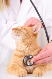 Happy Cat Pet by a Vet