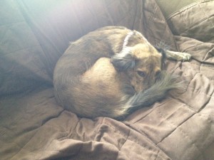 Quinn (dog) curled up on couch