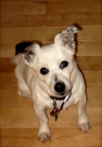 Snowball a Jack Russell