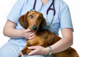 Dachshund looking concerned and on Lap of Someone in Scrubs