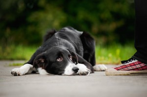 guilty looking puppy